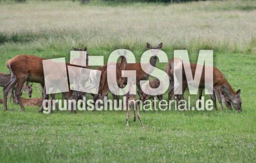 Rotwild - Rothirsch_1244.jpg